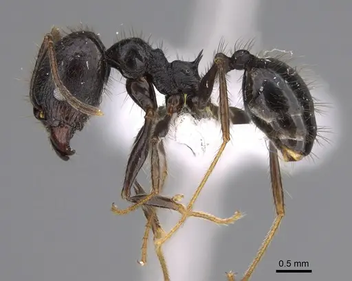 Pheidole kelainos specimen CASENT0646309 image casent0646309_3