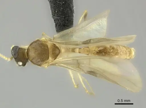 Pheidole kely specimen CASENT0149838 image casent0149838_1