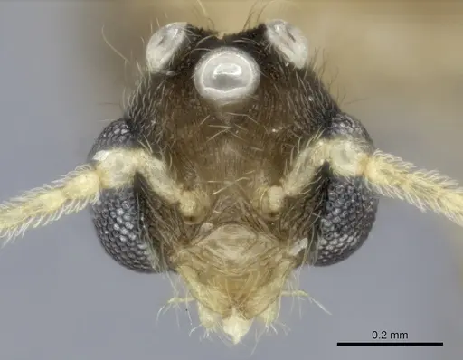 Pheidole kely specimen CASENT0149838 image casent0149838_2