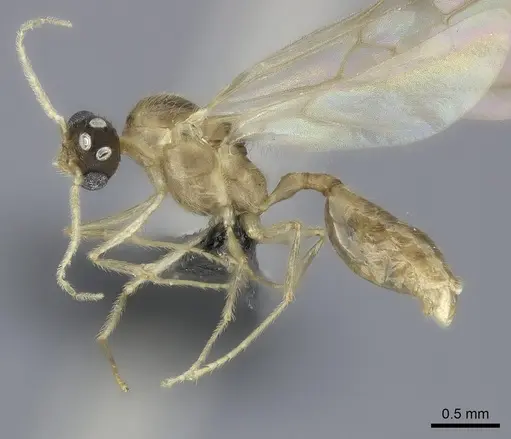 Pheidole kely specimen CASENT0149838 image casent0149838_3