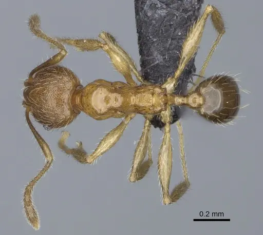 Pheidole kely specimen CASENT0149839 image casent0149839_1