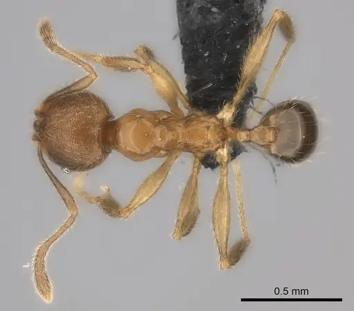 Pheidole kely specimen CASENT0149839 image casent0149839_2