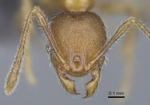 Pheidole kely specimen CASENT0149839 image casent0149839_3