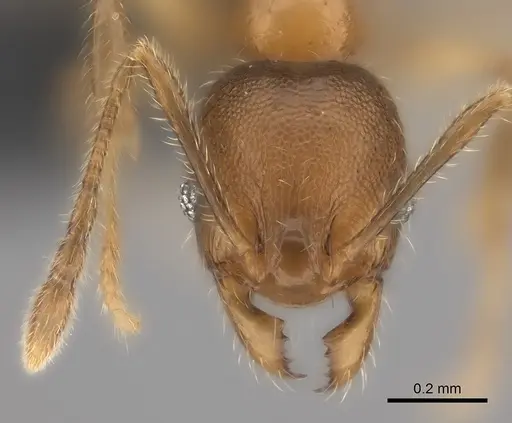 Pheidole kely specimen CASENT0149839 image casent0149839_4
