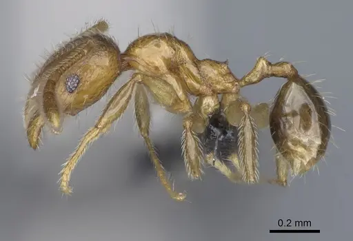 Pheidole kely specimen CASENT0149839 image casent0149839_5