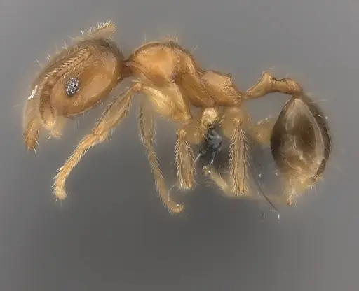 Pheidole kely specimen CASENT0149839 image casent0149839_6