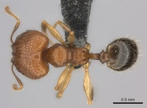 Pheidole kely specimen CASENT0151596 image casent0151596_1