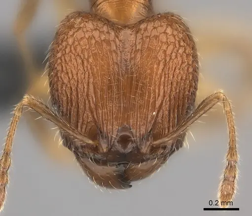 Pheidole kely specimen CASENT0151596 image casent0151596_2