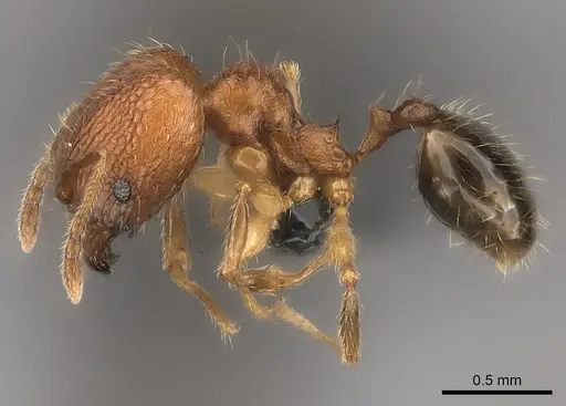 Pheidole kely specimen CASENT0151596 image casent0151596_3