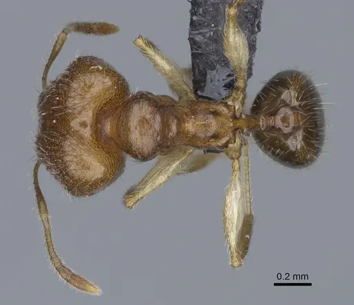 Pheidole kely specimen CASENT0235022 image casent0235022_1