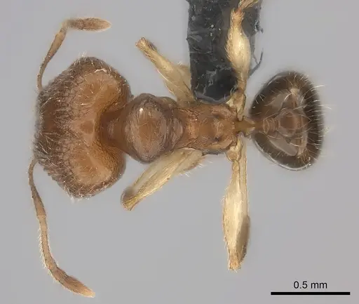 Pheidole kely specimen CASENT0235022 image casent0235022_2