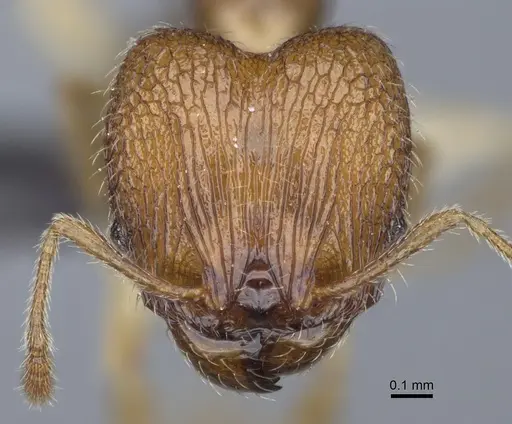 Pheidole kely specimen CASENT0235022 image casent0235022_3