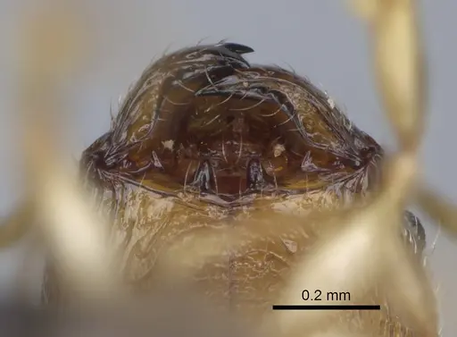 Pheidole kely specimen CASENT0235022 image casent0235022_4