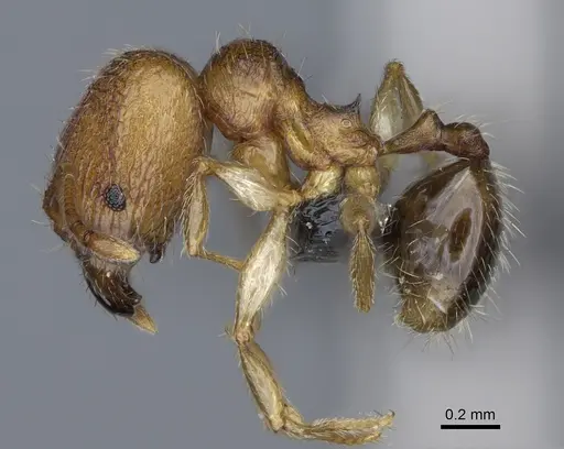 Pheidole kely specimen CASENT0235022 image casent0235022_5
