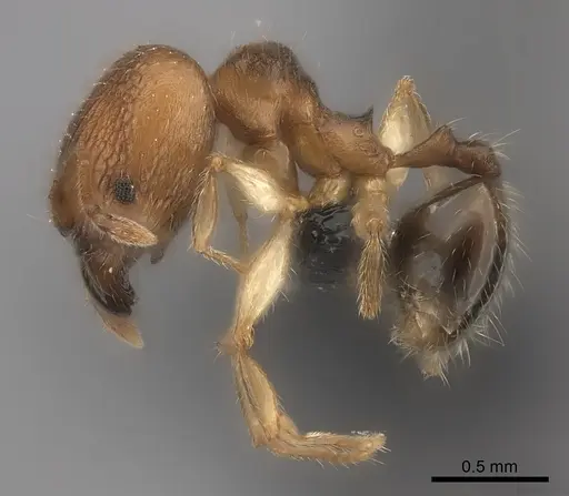 Pheidole kely specimen CASENT0235022 image casent0235022_6