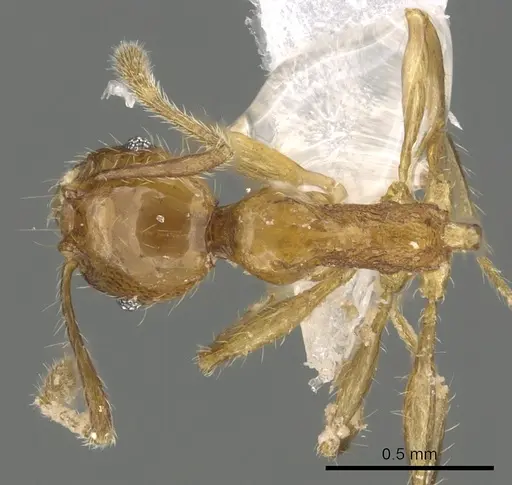 Pheidole kikutai specimen CASENT0901648 image casent0901648_1