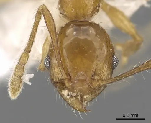 Pheidole kikutai specimen CASENT0901648 image casent0901648_2