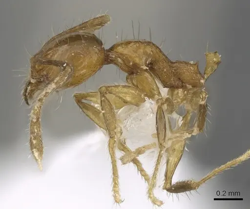 Pheidole kikutai specimen CASENT0901648 image casent0901648_3