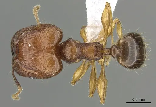 Pheidole kikutai specimen CASENT0901649 image casent0901649_1