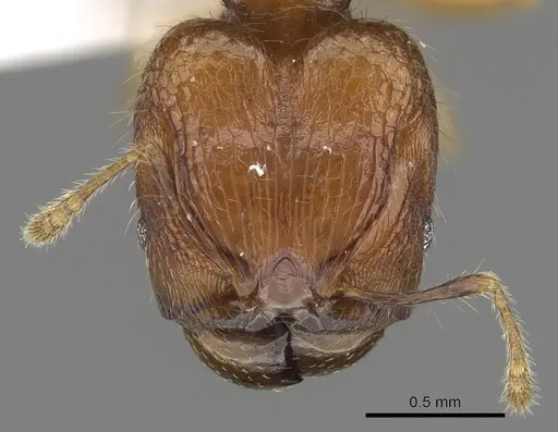 Pheidole kikutai specimen CASENT0901649 image casent0901649_2