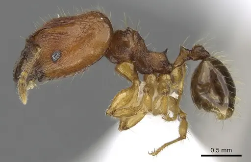Pheidole kikutai specimen CASENT0901649 image casent0901649_3