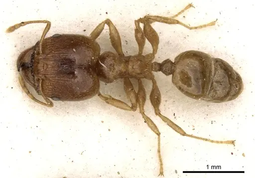 Pheidole kitschneri specimen CASENT0281622 image casent0281622_1