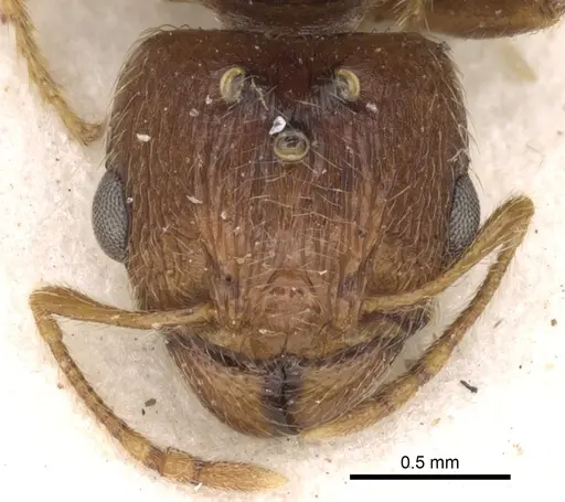 Pheidole kitschneri specimen CASENT0281622 image casent0281622_2