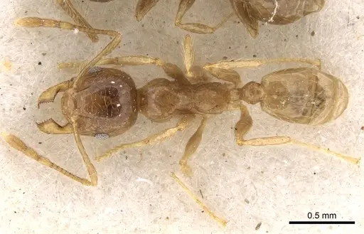 Pheidole kitschneri specimen CASENT0281623 image casent0281623_1
