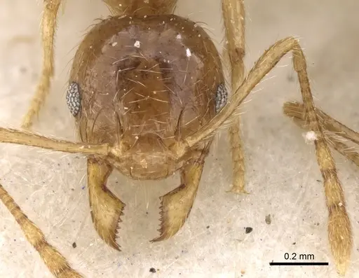 Pheidole kitschneri specimen CASENT0281623 image casent0281623_2