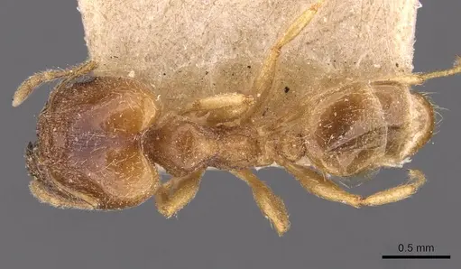 Pheidole kitschneri specimen CASENT0907847 image casent0907847_1