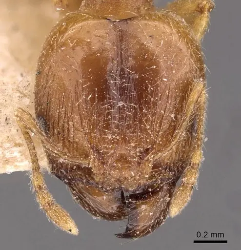 Pheidole kitschneri specimen CASENT0907847 image casent0907847_2