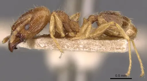Pheidole kitschneri specimen CASENT0907847 image casent0907847_3