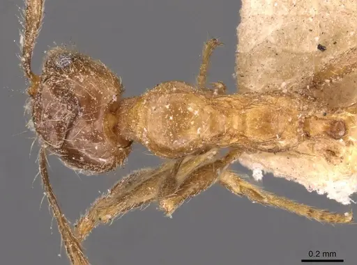 Pheidole kitschneri specimen CASENT0907848 image casent0907848_1