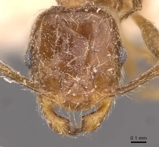 Pheidole kitschneri specimen CASENT0907848 image casent0907848_2