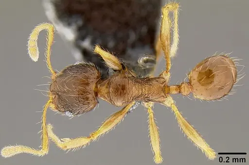 Pheidole knowlesi specimen CASENT0171041 image casent0171041_1