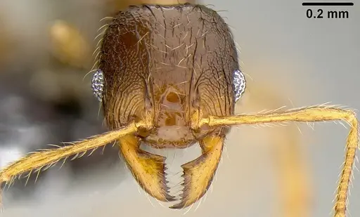 Pheidole knowlesi specimen CASENT0171041 image casent0171041_2