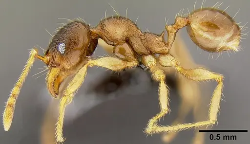 Pheidole knowlesi specimen CASENT0171041 image casent0171041_3