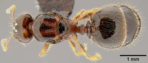 Pheidole knowlesi specimen CASENT0171042 image casent0171042_1