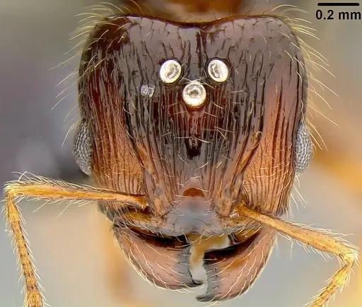 Pheidole knowlesi specimen CASENT0171042 image casent0171042_2