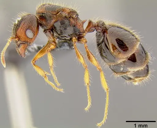 Pheidole knowlesi specimen CASENT0171042 image casent0171042_3