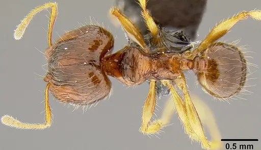 Pheidole knowlesi specimen CASENT0171097 image casent0171097_1