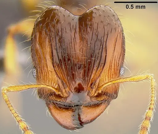 Pheidole knowlesi specimen CASENT0171097 image casent0171097_2