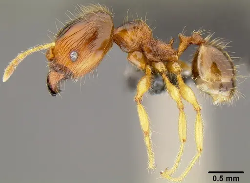 Pheidole knowlesi specimen CASENT0171097 image casent0171097_3