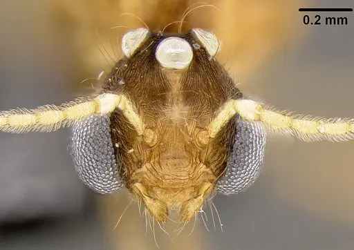 Pheidole knowlesi specimen CASENT0171098 image casent0171098_1