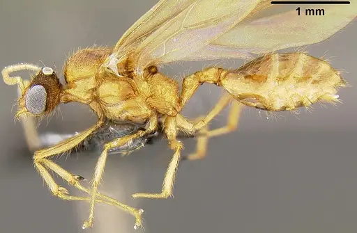 Pheidole knowlesi specimen CASENT0171098 image casent0171098_2
