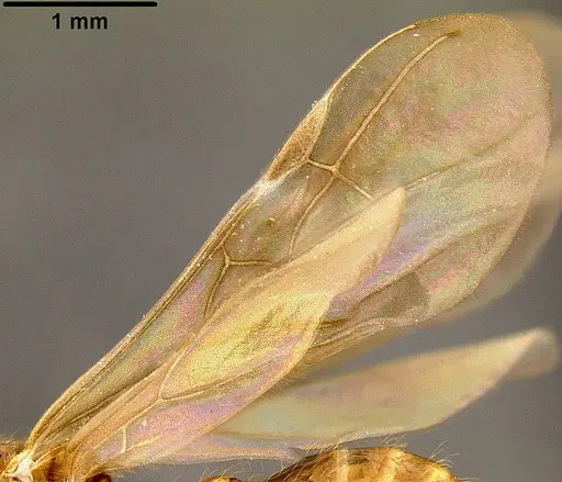 Pheidole knowlesi specimen CASENT0171098 image casent0171098_3