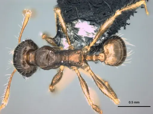 Pheidole knowlesi specimen CASENT0183983 image casent0183983_1