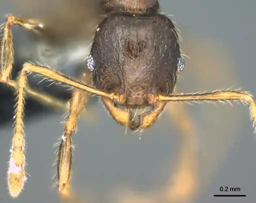 Pheidole knowlesi specimen CASENT0183983 image casent0183983_2