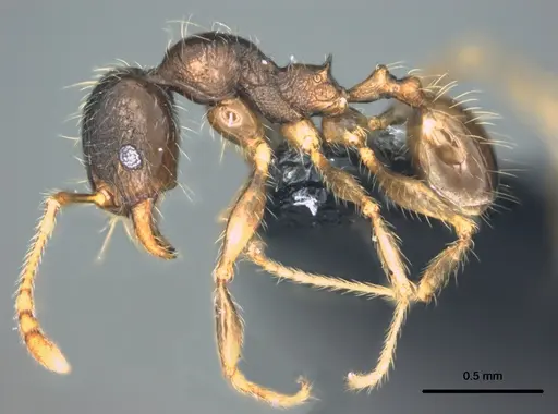 Pheidole knowlesi specimen CASENT0183983 image casent0183983_3