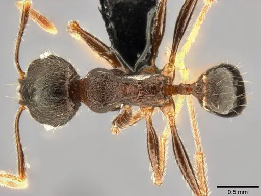 Pheidole kohli specimen CASENT0283065 image casent0283065_1